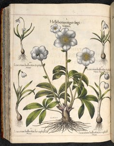 图版 29：Helleborus niger ... Hortus Eystettensis, ... Basilius Besler