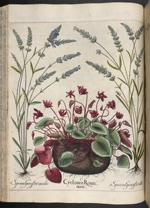 图 347：罗马仙客来，摘自巴斯利乌斯-贝斯勒的 Hortus Eystettensis 作品