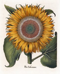 常见的向日葵，Flos Solis Maior
