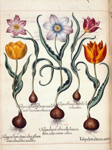 郁金香，选自 "Hortus Eystettensis
