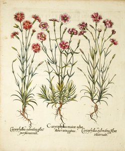 1613年发表于荷特斯（Erstettensis）的石竹种类