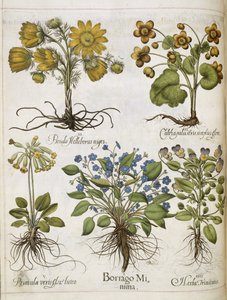 各种植物，来自 "Hortus Eystettensis"（埃斯泰特园艺）。