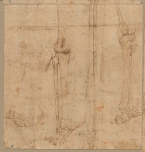 1540年代初期，从后背走下骷髅。 作者 巴蒂斯塔·佛朗哥（Battista Franco）