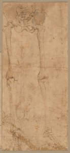 1540年代初期，从正面下半部骨骼。 作者 巴蒂斯塔·佛朗哥（Battista Franco）