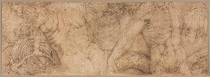 1540年代初期，带肋骨的躯干。 作者 巴蒂斯塔·佛朗哥（Battista Franco）