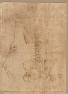 1540年代初期，从背面看骷髅的上半身。 作者 巴蒂斯塔·佛朗哥（Battista Franco）