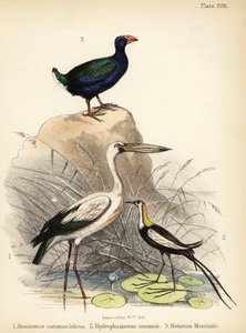 亚洲鸦雀、雉尾鸦和塔卡赫。1855 年（石版画）