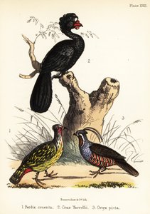 血雉、斑鸠和山鹑。1855（石版画）