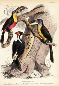 绿嘴巨嘴鸟、卷冠巨蜥和象牙嘴木雕 1855 年（版画）