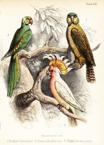 卡卡波、米切尔少校的凤头鹦鹉和亚历山大鹦鹉。1855 年（石版画）