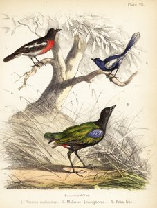 太平洋知更鸟、白翅仙鹪鹩和彩虹鹦鹉。1855 年（石版画）