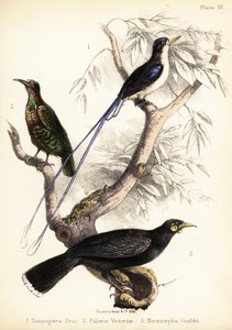 天堂翠鸟、维多利亚步枪鸟和已灭绝的灰鸟。 1855 年（石版画）