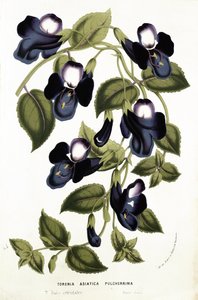Torenia Asiatica pulcherrima，来自&39;Horto Van Houtteano&39;，来自Louis van Houtte（1810-76）c.1860（chromolitho）