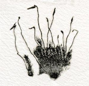 萌芽苔藓，2014年，（在gampi上雕刻木头）