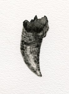 Feline Tooth，2014，（纸上雕刻） 作者 贝拉·拉尔森（Bella Larsson）