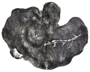 Morgondagg，2014（木版画在纸上）