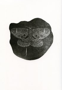 夜蝴蝶，2016年，（木版画在纸上）