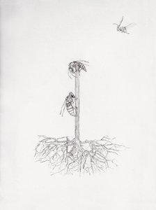 黄蜂树，2021 年（纸上干点图和铅笔） 作者 贝拉·拉尔森（Bella Larsson）