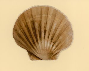 为题为《海贝壳》的小册子提供插图（彩色平版印刷）。