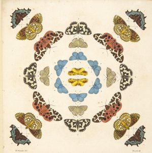 来自板III的细节，来自蝴蝶和飞蛾的罕见描述，酒吧。 1764年（手工彩色雕刻）