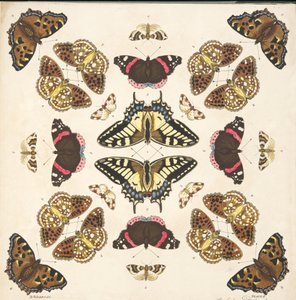 来自板II的细节，来自蝴蝶和飞蛾的罕见描述，酒吧。 1764年（手工彩色雕刻）