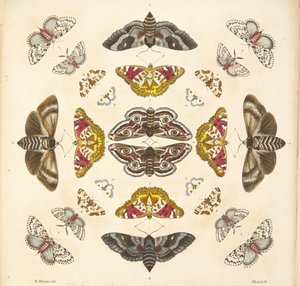 来自板四的细节，来自蝴蝶和飞蛾的罕见描述，酒吧。 1764年（手工彩色雕刻）
