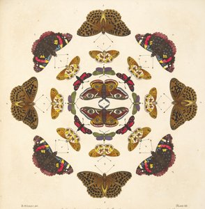来自板七的细节，来自蝴蝶和飞蛾的罕见描述，酒吧。 1764年（手工彩色雕刻）