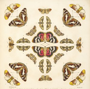 来自板VI的细节，来自蝴蝶和飞蛾的罕见描述，酒吧。 1764年（手工彩色雕刻）