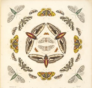 来自板V的细节，来自蝴蝶和飞蛾的罕见描述，酒吧。 1764年（手工彩色雕刻）