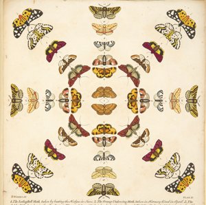 图 XI 中的细节，来自酒吧的罕见的蝴蝶和飞蛾描述。 1764（手工彩色雕刻）