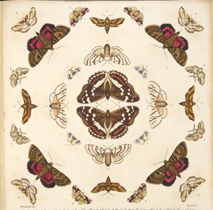 来自板X的细节，来自蝴蝶和飞蛾的罕见描述，酒吧。 1764年（手工彩色雕刻）