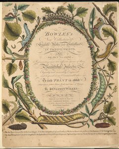 正面，来自蝴蝶和飞蛾的罕见描述，酒吧。 1764年（手工彩色雕刻）