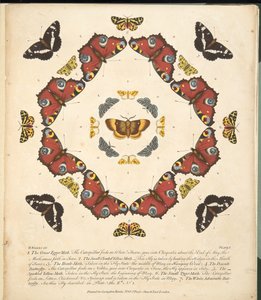 板块1，来自蝴蝶和飞蛾的罕见描述，酒吧。 1764年（手工彩色雕刻）