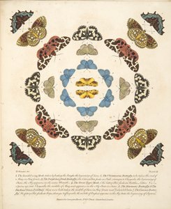 第三板，来自蝴蝶和飞蛾的罕见描述，酒吧。 1764年（手工彩色雕刻）