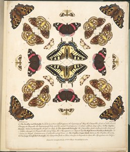 第二板，来自蝴蝶和飞蛾的罕见描述，酒吧。 1764年（手工彩色雕刻）