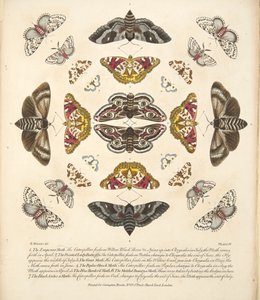 板块IV，来自蝴蝶和飞蛾的罕见描述，酒吧。 1764年（手工彩色雕刻）