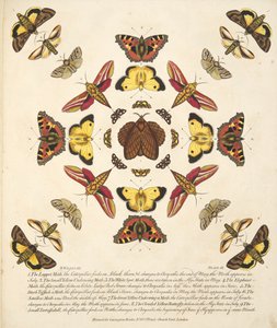 第九板，来自蝴蝶和飞蛾的罕见描述，酒吧。 1764年（手工彩色雕刻）