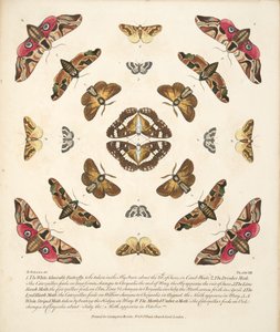 第八板，来自蝴蝶和飞蛾的罕见描述，酒吧。 1764年（手工彩色雕刻）
