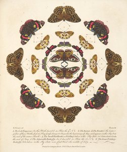 第七板，来自蝴蝶和飞蛾的罕见描述，酒吧。 1764年（手工彩色雕刻）