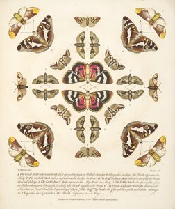 板块VI，来自蝴蝶和飞蛾的罕见描述，酒吧。 1764年（手工彩色雕刻）