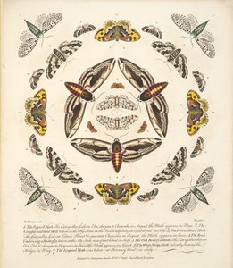 板块V，来自蝴蝶和飞蛾的罕见描述，酒吧。 1764年（手工彩色雕刻）