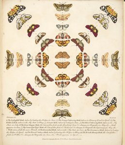 第十一板，来自蝴蝶和飞蛾的罕见描述，酒吧。 1764年（手工彩色雕刻）