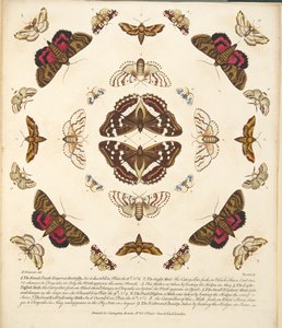 板块X，来自蝴蝶和飞蛾的罕见描述，酒吧。 1764年（手工彩色雕刻）