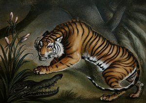 虎和鳄鱼，约1810年（板上沙画） 作者 本杰明·萨布尔
