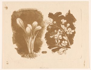 番红花和开花的树枝