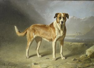 圣伯纳犬 作者 伯纳德·特·金普特
