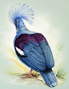 蓝冠鸽子（纸上水粉画）