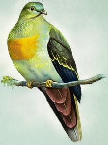 绿色大鸽子（纸上水粉画）