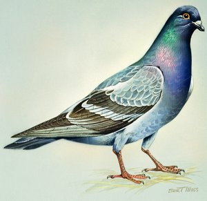 岩鸽（水粉画纸）