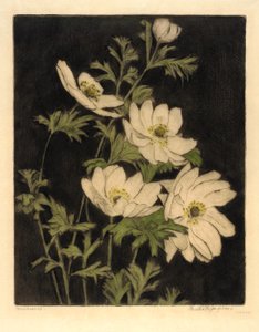 海葵 作者 伯莎·E·雅克
